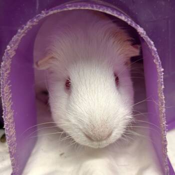 Rescue Guinea Pig Guinea Pigs for Adoption in Oakville, Ontario - Banana | PetCurious